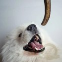 4DOGS Gryzak z poroża S hard