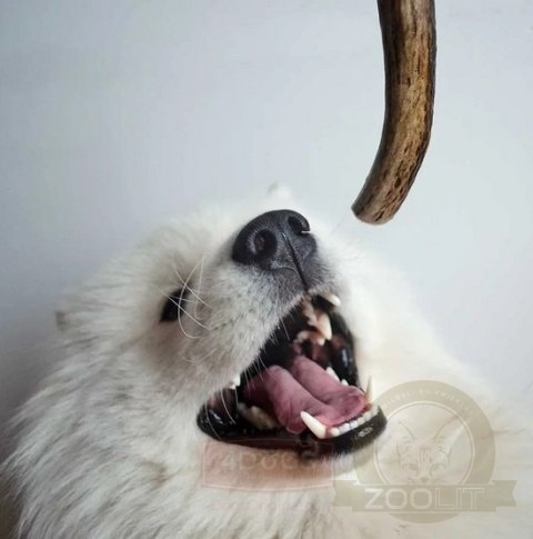 4DOGS Gryzak z poroża XS hard 4DOGS Gryzak z poroża XS hard