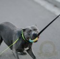 Dingo Zabawka dla psa - Szarpak Ringo z rączką bungee 10cm