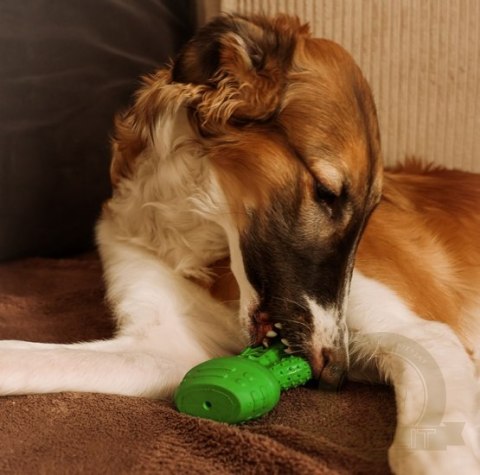 Dingo Zabawka dla psa - Twarda guma TPR - Kaktus 15cm