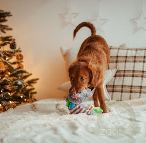 Dingo Zabawka dla psa pluszowa - Miś Yoko 36cm