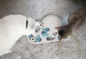 Nina Ottosson Cat Rainy Day Puzzle & Play - gra edukacyjna dla kotów