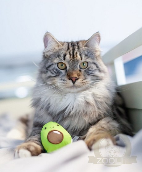 Petstages Lil' Avocato dla kota [PS67840]