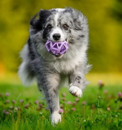 Toby's Choice Spiderweb Ball Medium [TC10027]