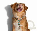 ZEE DOG Szelki H Phantom S