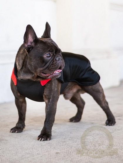 Chaba Ubranko regulowane Wear Magnifique XL czerwone