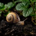Aventerra Sweden Achanti Snail 2l - podłoże dla ślimaków