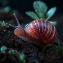 Aventerra Sweden Achanti Snail 2l - podłoże dla ślimaków