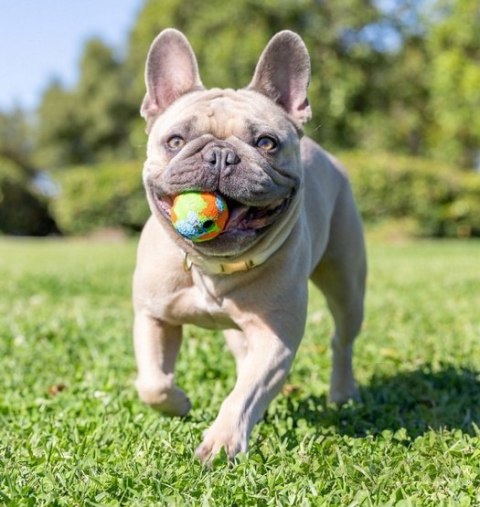 Chuckit! Eco Fetch Ball Small 2pak [37163]