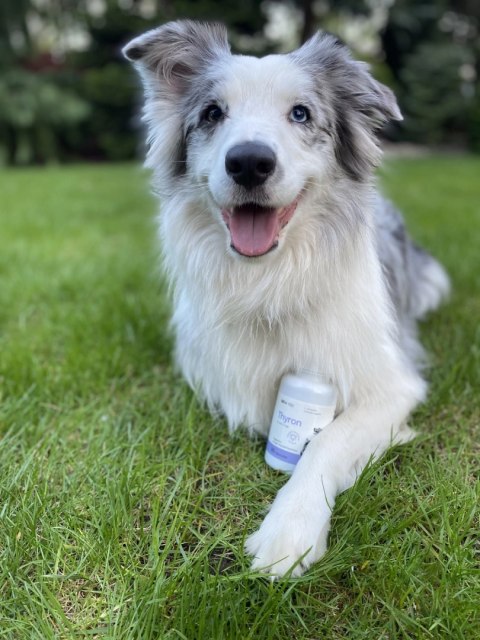 Lab-v Thyron - Wsparcie Prawidłowej Pracy Tarczycy dla Psów i Kotów 90 Kapsułek