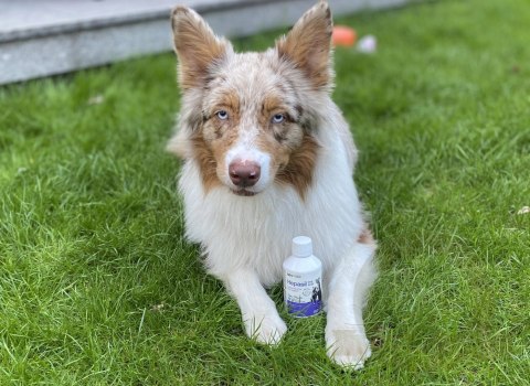 Lab-V Hepasil Dog & Cat Preparat Na Wątrobę Dla Psa I Kota 250ml