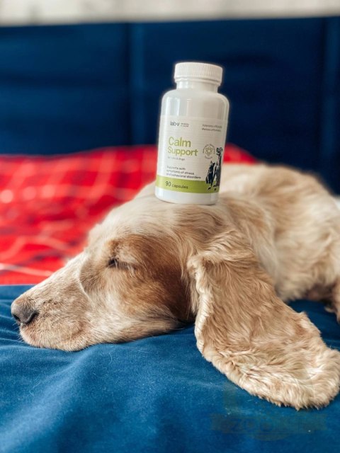 Lab-v Calm Support Wspomaganie Przy Objawach Stresu I Zaburzeniach Behawioralnych 90 Kapsułek