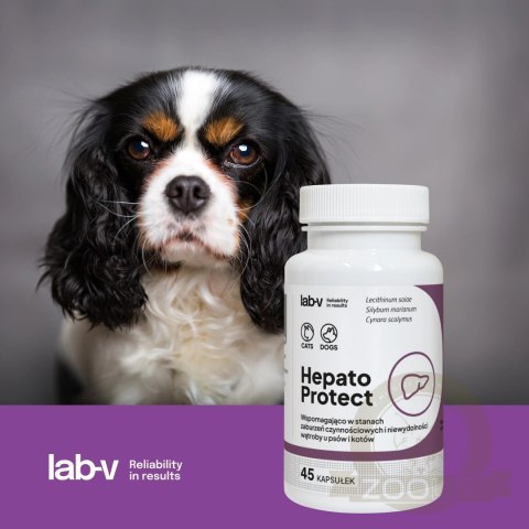 Lab-v Hepato Protect Wspomaganie Funkcji Wątroby Dla Psów I Kotów 45 Kapsułek
