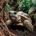 Terrario TerraTrek Shell 10l - podłoże dla małych żółwi lądowych