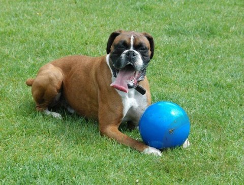 Boomer Ball M - 6" / 15cm niebieska Boomer Ball M - 6" / 15cm niebieska