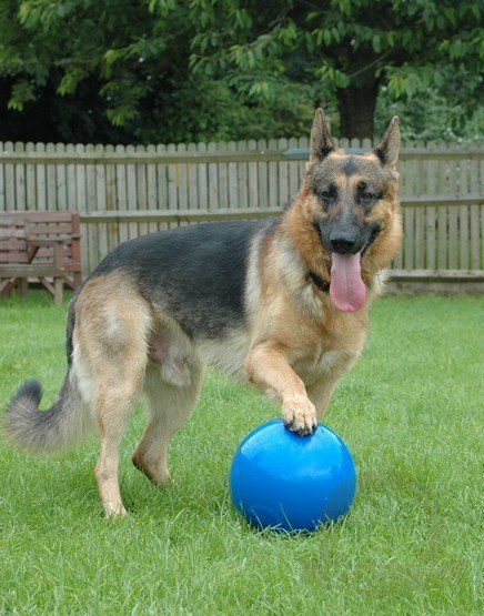 Boomer Ball M - 6" / 15cm niebieska Boomer Ball M - 6" / 15cm niebieska