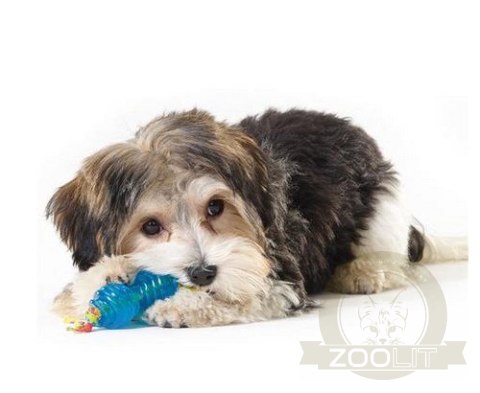 Petstages Orka zestaw gryzaków ultra mini PS234 Petstages Orka zestaw gryzaków ultra mini PS234