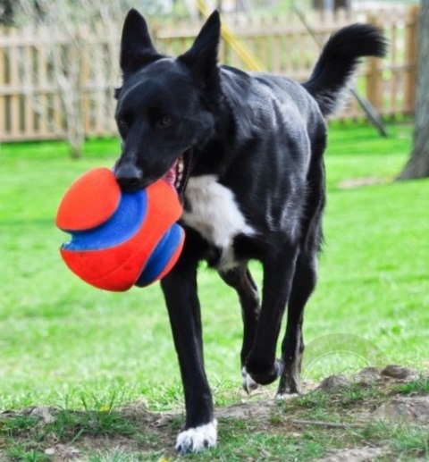 Chuckit! Kick Fetch Large [251201]