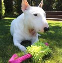 Dingo Zabawka dla psa - Szarpak Mop Bungee z piłką różowy