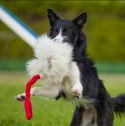 Dingo Zabawka dla psa - Szarpak Naturalne futro owcze bungee czarny