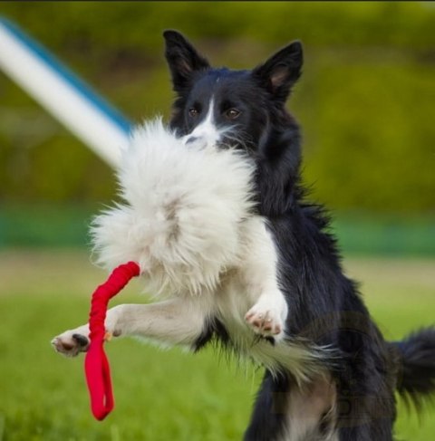 Dingo Zabawka dla psa - Szarpak Naturalne futro owcze bungee różowy Dingo Zabawka dla psa - Szarpak Naturalne futro owcze bungee różowy