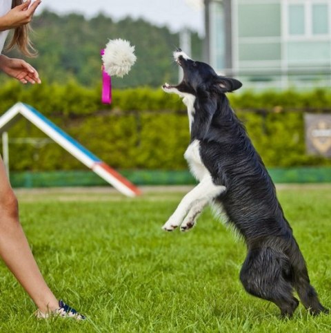Dingo Zabawka dla psa - Szarpak Naturalne futro owcze bungee różowy Dingo Zabawka dla psa - Szarpak Naturalne futro owcze bungee różowy