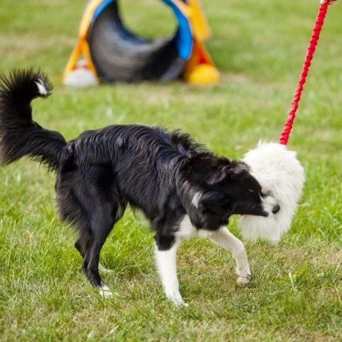 Dingo Zabawka dla psa - Szarpak Naturalne futro owcze bungee różowy Dingo Zabawka dla psa - Szarpak Naturalne futro owcze bungee różowy
