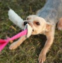 Dingo Zabawka dla psa - Szarpak Wełna owcza z rączką bungee różowy
