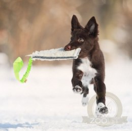 Dingo Zabawka dla psa - Szarpak Wełna owcza z rączką bungee zielony