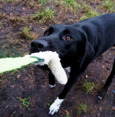 Dingo Zabawka dla psa - Szarpak Wełna owcza z rączką bungee zielony Dingo Zabawka dla psa - Szarpak Wełna owcza z rączką bungee zielony