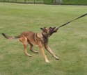Dingo Zabawka dla psa - Sztuczne Futro z rączką bungee 150cn