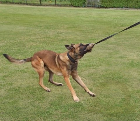 Dingo Zabawka dla psa - Sztuczne Futro z rączką bungee 150cn Dingo Zabawka dla psa - Sztuczne Futro z rączką bungee 150cn