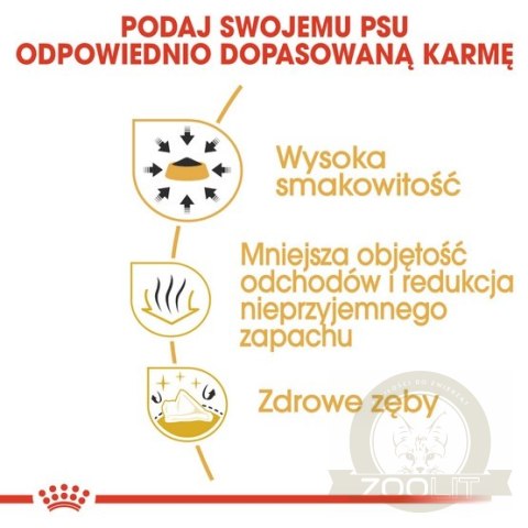Royal Canin Chihuahua Adult karma sucha dla psów dorosłych rasy chihuahua 0,5kg Royal Canin Chihuahua Adult karma sucha dla psów dorosłych rasy chihuahua 0,5kg