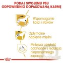 Royal Canin Dachshund Adult karma sucha dla psów dorosłych rasy jamnik 1,5kg