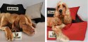 Legowisko dla psa kojec KINGDOG 75x65 cm Personalizowane Wodoodporne Zielone
