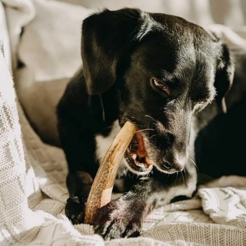 4DOGS Gryzak z poroża XXL hard 4DOGS Gryzak z poroża XXL hard