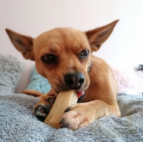 4DOGS Gryzak z sera himalajskiego Churpi Original M 4DOGS Gryzak z sera himalajskiego Churpi Original M