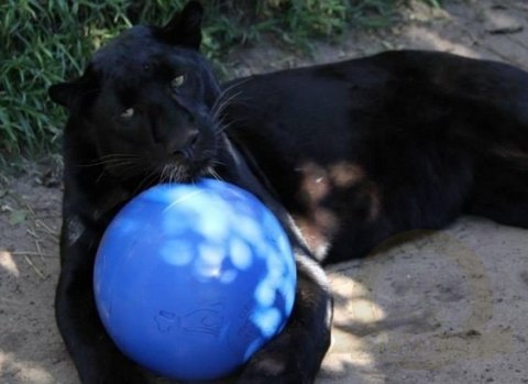 Boomer Ball M - 6" / 15cm niebieska Boomer Ball M - 6" / 15cm niebieska