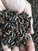 Tantora Cattapa King Stick 100g suplement z liści ketapangu