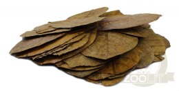 Tantora Cattapa Leaves Liście Ketapangu XL 50Szt.