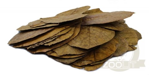 Tantora Cattapa Leaves Liście Ketapangu XL 50Szt. Tantora Cattapa Leaves Liście Ketapangu XL 50Szt.