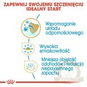 Royal Canin Chihuahua Puppy karma sucha dla szczeniąt do 8 miesiąca, rasy chihuahua 0,5kg