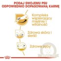 Royal Canin Jack Russell Terrier Adult karma sucha dla psów dorosłych rasy jack russell terrier 1,5kg