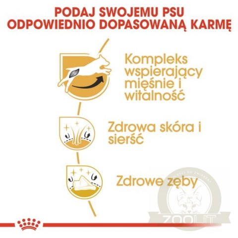 Royal Canin Jack Russell Terrier Adult karma sucha dla psów dorosłych rasy jack russell terrier 1,5kg Royal Canin Jack Russell Terrier Adult karma sucha dla psów dorosłych rasy jack russell terrier 1,5kg