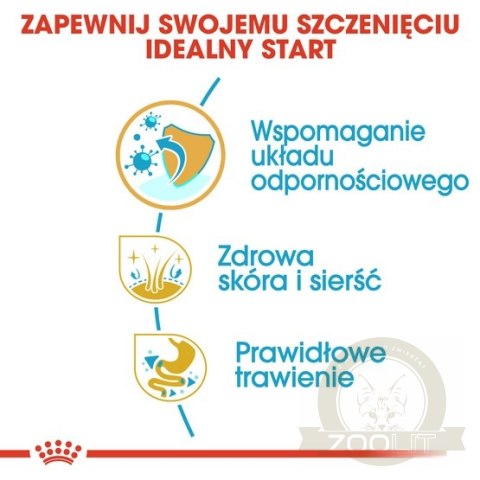 Royal Canin Shih Tzu Puppy karma sucha dla szczeniąt do 10 miesiąca, rasy shih tzu 0,5kg Royal Canin Shih Tzu Puppy karma sucha dla szczeniąt do 10 miesiąca, rasy shih tzu 0,5kg
