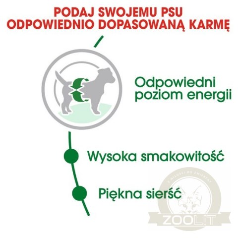 Royal Canin Mini Adult karma sucha dla psów dorosłych, ras małych 0,8kg Royal Canin Mini Adult karma sucha dla psów dorosłych, ras małych 0,8kg