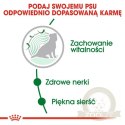 Royal Canin Mini Ageing 12+ karma sucha dla psów dojrzałych po 12 roku życia, ras małych 1,5kg