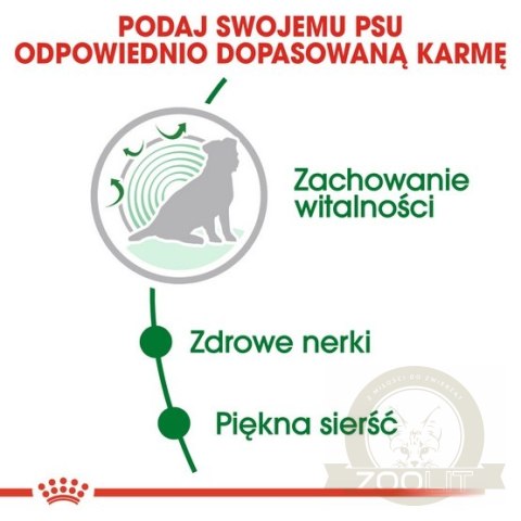 Royal Canin Mini Ageing 12+ karma sucha dla psów dojrzałych po 12 roku życia, ras małych 1,5kg Royal Canin Mini Ageing 12+ karma sucha dla psów dojrzałych po 12 roku życia, ras małych 1,5kg