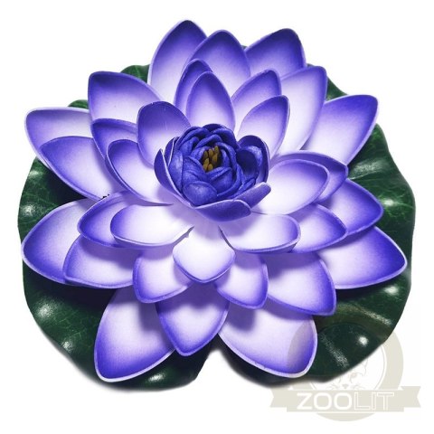 Deep Aqua Lilia do Oczka Wodnego Niebieska 17cm