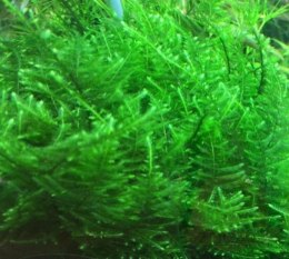 Mech Taiwan Moss Kubek 5cm In Vitro Piękny